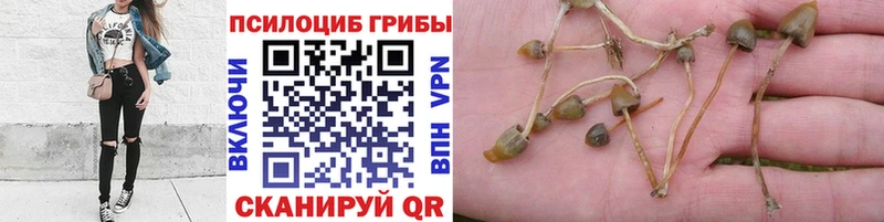 мориарти официальный сайт  Игра  Псилоцибиновые грибы GOLDEN TEACHER 